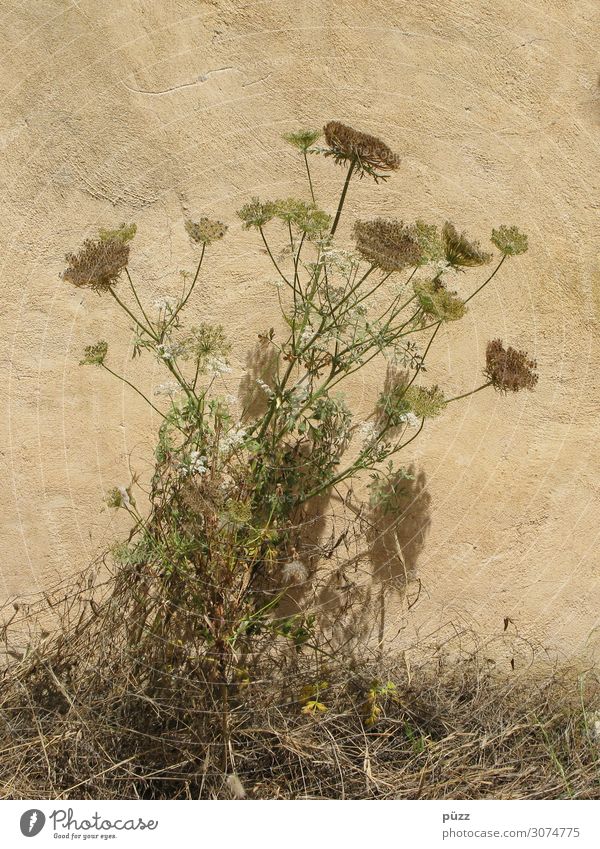 Trockenblumen Umwelt Natur Pflanze Sommer Blume Gras Blüte Wildpflanze Dorf Menschenleer Mauer Wand Fassade trist trocken Wärme braun gelb grün vertrocknet