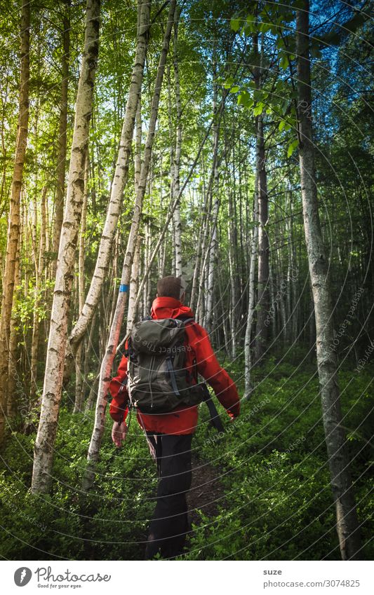 Aktiv im Birkenwald Gesundheit Ferien & Urlaub & Reisen Abenteuer Freiheit Sommerurlaub wandern Mensch maskulin Mann Erwachsene Umwelt Natur Landschaft Pflanze