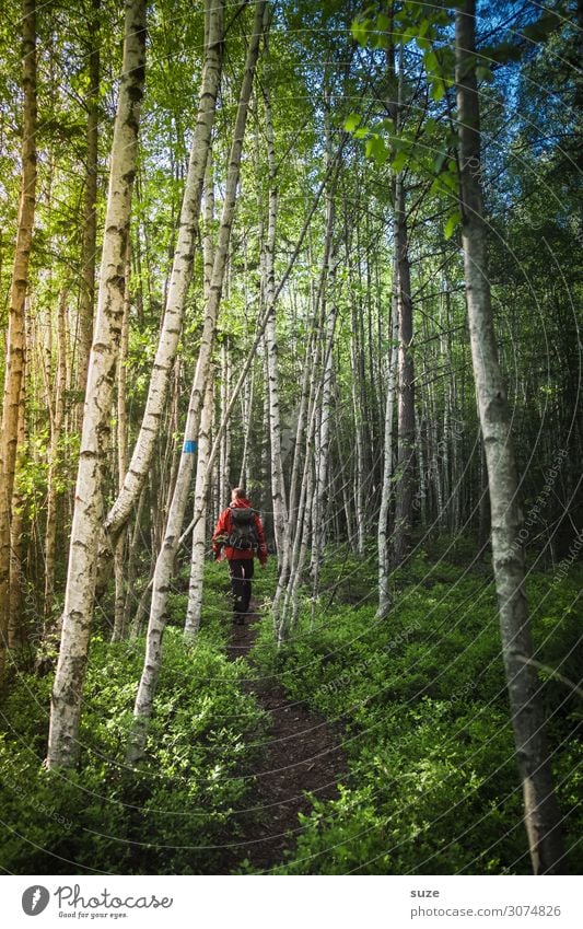 Zwischen Birken Gesundheit ruhig Ferien & Urlaub & Reisen Ausflug Abenteuer Freiheit wandern Mensch maskulin Erwachsene 30-45 Jahre Umwelt Natur Landschaft