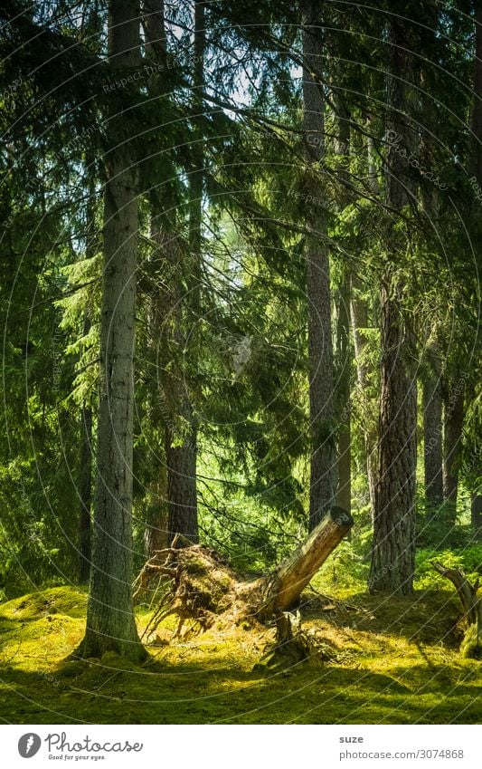 Wurzelwerk Gesundheit ruhig Ferien & Urlaub & Reisen Freiheit wandern Umwelt Natur Landschaft Pflanze Klima Wiese Wald natürlich grün Idylle nachhaltig