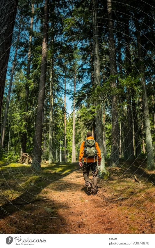 Gutzufuß im Wald Gesundheit Ferien & Urlaub & Reisen Abenteuer Freiheit Sommerurlaub wandern Mensch maskulin Mann Erwachsene Umwelt Natur Landschaft Pflanze