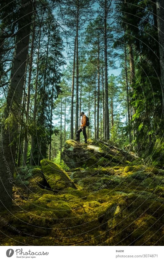 Waldmeister Gesundheit ruhig Ferien & Urlaub & Reisen Ausflug Abenteuer Freiheit wandern Mensch maskulin 1 30-45 Jahre Erwachsene Umwelt Natur Landschaft