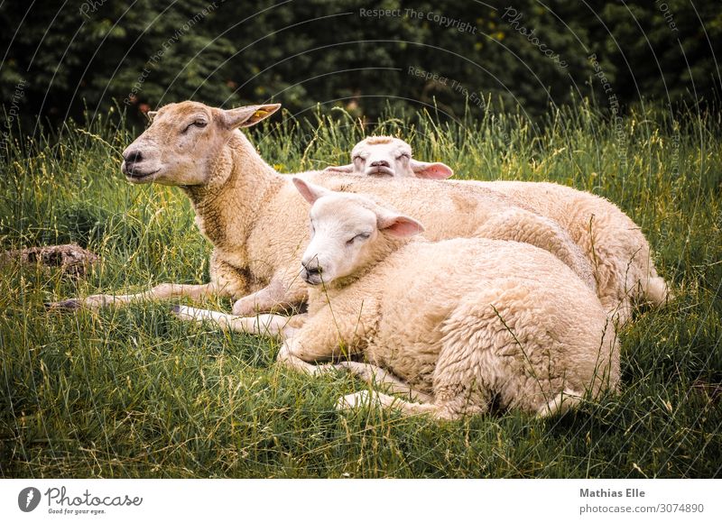 Gruppe von Schafen beim Ausruhen Sommer Umwelt Natur Tier Gras Wiese Nutztier Fell Zoo Streichelzoo 3 Tiergruppe Tierjunges Tierfamilie genießen schlafen dick