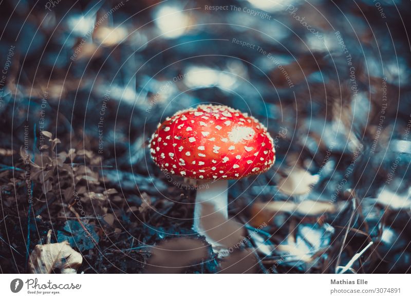 Fliegenpilz Natur Pflanze Wildpflanze Pilz Wald Holz dreckig Ekel exotisch fest kalt natürlich schleimig unten weich Pilze sammeln Giftpflanze Giftpilz Blatt