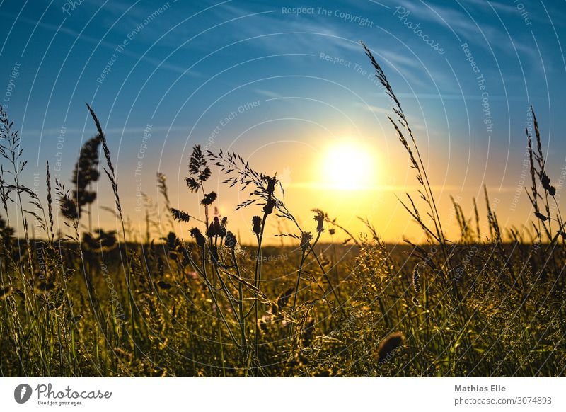 Gräser in der Abendsonne Landschaft Himmel Sonne Sonnenaufgang Sonnenuntergang Sonnenlicht Sommer Klimawandel Schönes Wetter Wärme Gras Sträucher Grünpflanze