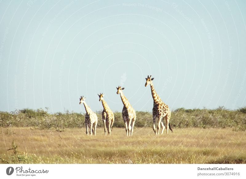 four generations... Ferien & Urlaub & Reisen Tourismus Abenteuer Safari Natur Tier Sommer Schönes Wetter Gras Sträucher Wildtier Giraffe 4 Tiergruppe Herde