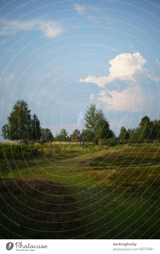 Heide Landschaft Umwelt Natur Tier Himmel Wolken Gewitterwolken Sommer Klimawandel Wetter Schönes Wetter Baum Gras Sträucher Bergheide Park Feld atmen Blühend