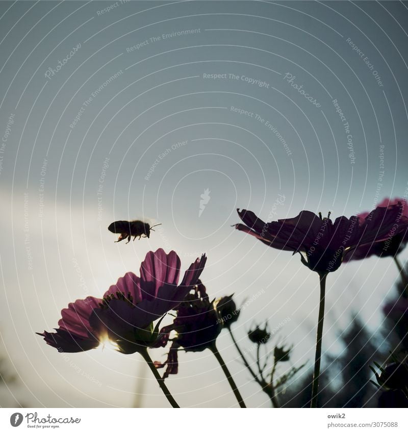 Einflugschneise Umwelt Natur Pflanze Tier Sommer Blume Blüte Schmuckkörbchen Garten Wiese Biene 1 fliegen Idylle zielstrebig Ziel Landen bestäuben Farbfoto