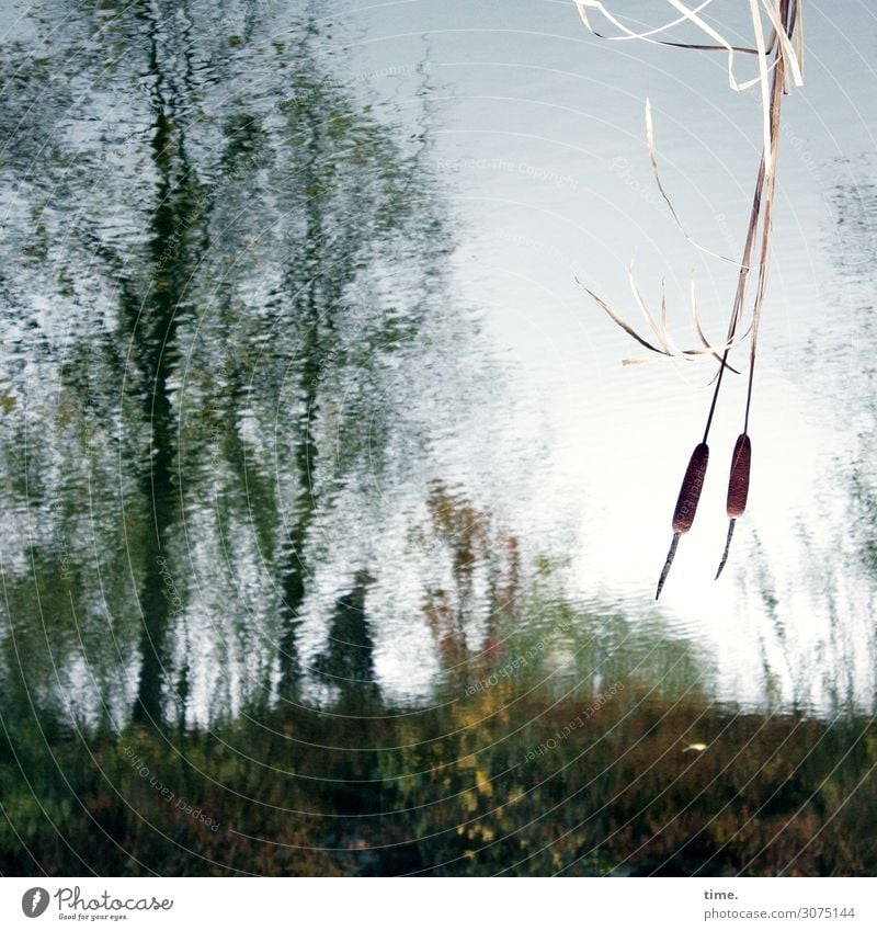 Oktoberblues Umwelt Natur Landschaft Pflanze Wasser Himmel Baum Teich See Sumpf Sumpfpflanze Rohrkolben Bewegung Denken gehen dunkel Flüssigkeit kalt maritim