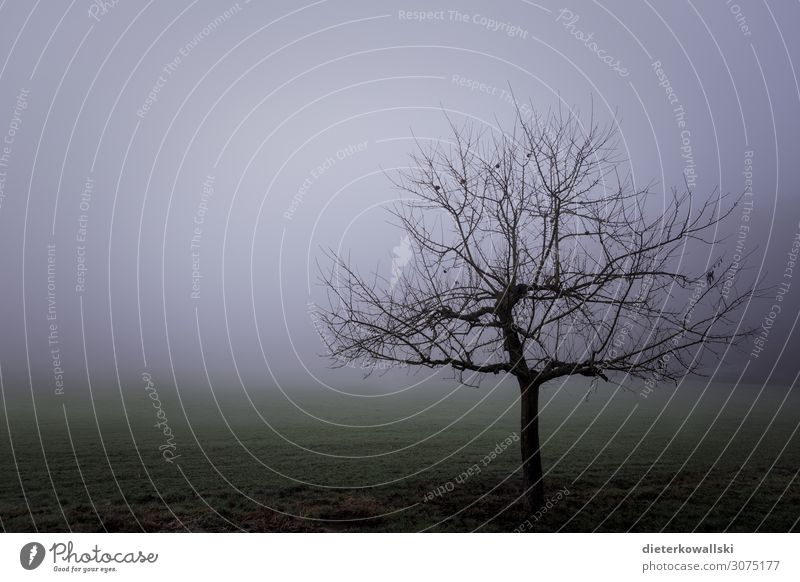 Baum im Nebel Umwelt Natur Pflanze Herbst Winter schlechtes Wetter Traurigkeit gruselig kalt träumen Angst Frustration Vergänglichkeit ungemütlich grau