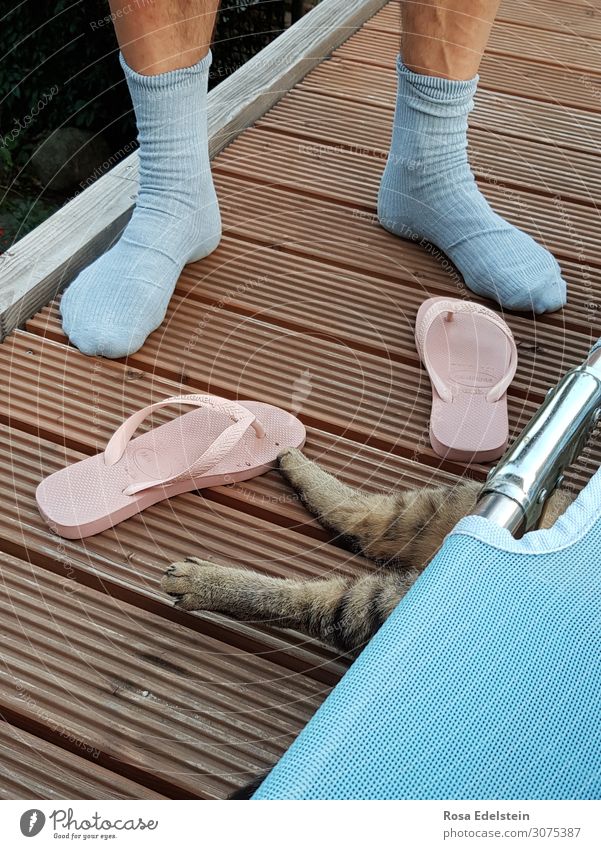 Katzenbeine und Menschenbeine auf Sonnendeck Terrasse Sommer Sonnenliege Flipflops Schlappen rosa hellblau Tigerkatze Socken Pastell Pastellfarben Chill Chillen