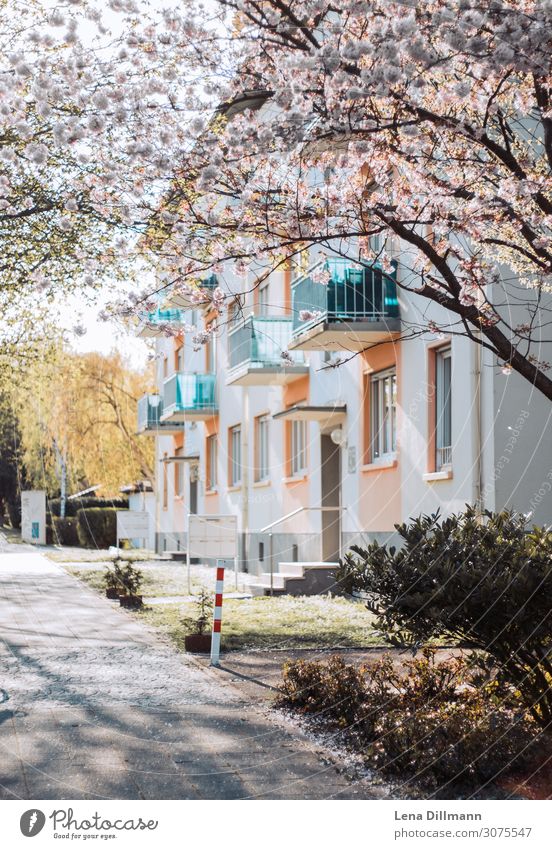 Frühling #1 Baum Kirschbaum Kirschblüten Park Europa Kleinstadt Stadt Stadtrand Haus Gebäude Mehrfamilienhaus Fußgänger Straße Blühend Häusliches Leben hell