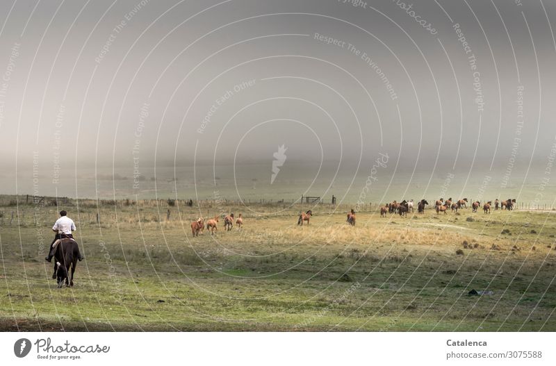 Zurück treiben Gaucho maskulin Familie & Verwandtschaft Natur Landschaft Pflanze Tier Himmel Herbst Nebel Gras Wiese Weide Pampa Steppe Haustier Hund Pferd