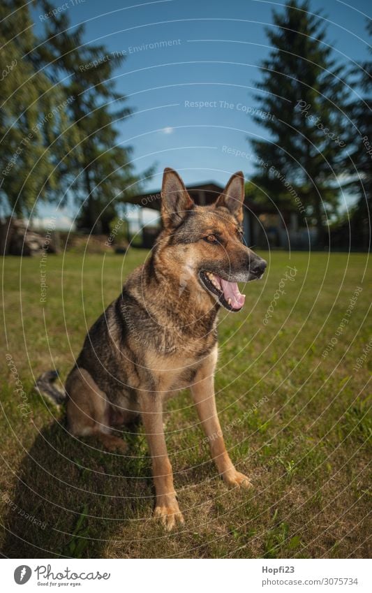 Deutscher Schäferhund Umwelt Natur Landschaft Pflanze Tier Sonnenlicht Sommer Schönes Wetter Baum Gras Garten Park Haustier Hund 1 beobachten Blick feminin blau