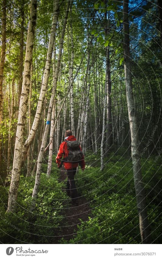 Der Weg zieht sich Gesundheit Ferien & Urlaub & Reisen Abenteuer Freiheit Sommerurlaub wandern Mensch maskulin Mann Erwachsene Umwelt Natur Landschaft Pflanze