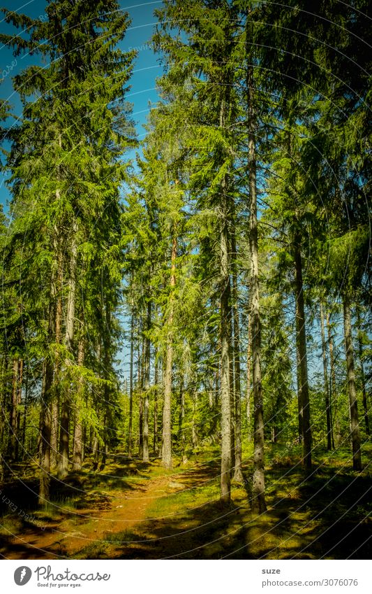 Altbestand im Sonnenlicht Gesundheit Wohlgefühl ruhig Ferien & Urlaub & Reisen Ausflug Abenteuer Freiheit wandern Umwelt Natur Landschaft Pflanze Klima