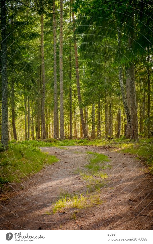 Naturpfad Gesundheit Wohlgefühl ruhig Ferien & Urlaub & Reisen Ausflug Abenteuer Freiheit wandern Umwelt Landschaft Pflanze Klima Sträucher Wald Wege & Pfade