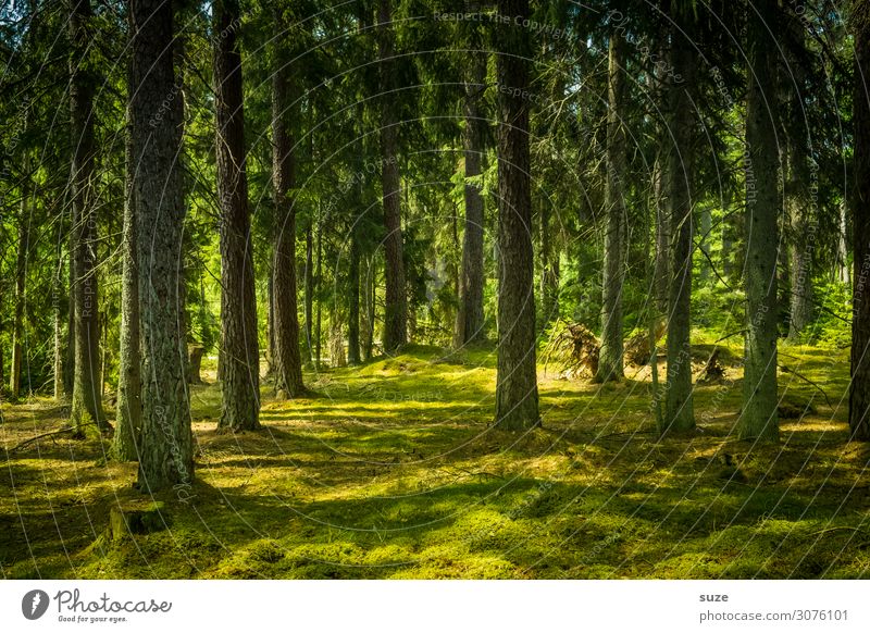 Waldteppich Gesundheit Wellness harmonisch Wohlgefühl ruhig Ferien & Urlaub & Reisen Ausflug Abenteuer Freiheit Sommer Sommerurlaub wandern Umwelt Natur