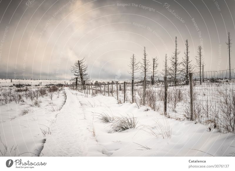 Eiszeit / Seltenheitswert Winter Schnee wandern Umwelt Landschaft Himmel Wolken Horizont Klima Klimawandel schlechtes Wetter Frost Pflanze Baum Sträucher