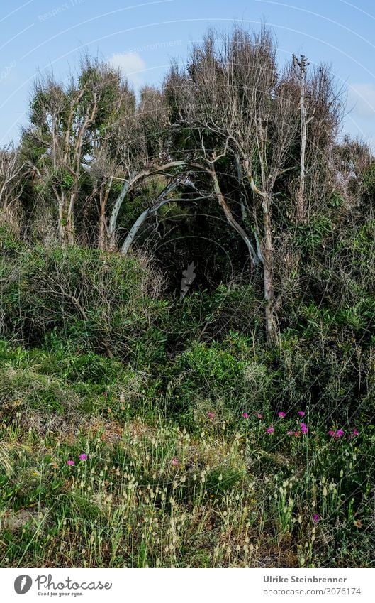 Wildwuchs Ferien & Urlaub & Reisen Tourismus Umwelt Natur Landschaft Pflanze Frühling Schönes Wetter Baum Blume Gras Sträucher Wildpflanze Insel Sardinien