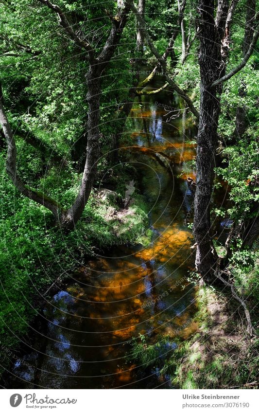 Idyllisch Umwelt Natur Landschaft Pflanze Wasser Frühling Schönes Wetter Baum Sträucher Flussufer Bach atmen glänzend nachhaltig nass natürlich Sauberkeit grün