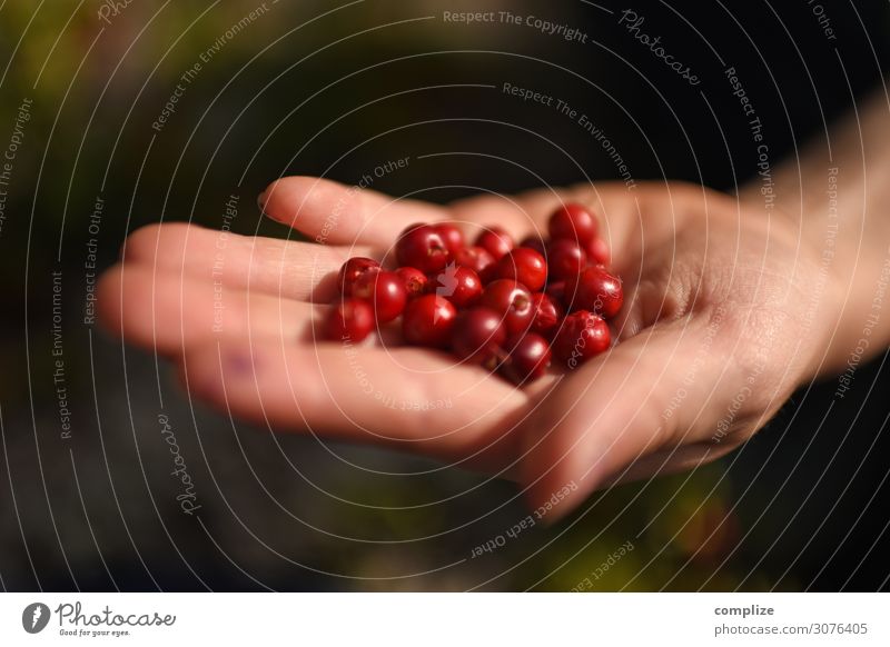 Eine Handvoll Preiselbeeren Lebensmittel Frucht Essen Abendessen Picknick Bioprodukte Vegetarische Ernährung Fingerfood Alternativmedizin Gesunde Ernährung