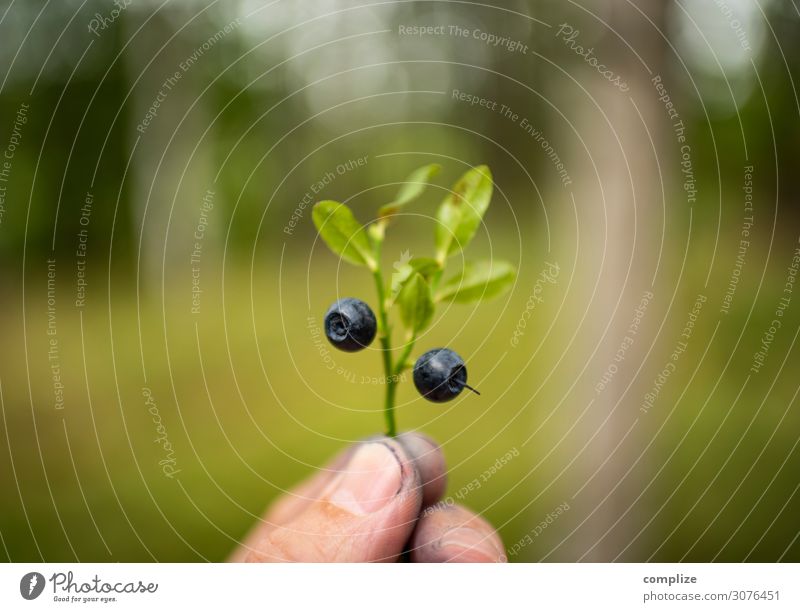 Blaubeeren sammeln Frucht Bioprodukte Vegetarische Ernährung Gesundheit Alternativmedizin Gesunde Ernährung Wohlgefühl Sommer Sommerurlaub Umwelt Natur Pflanze