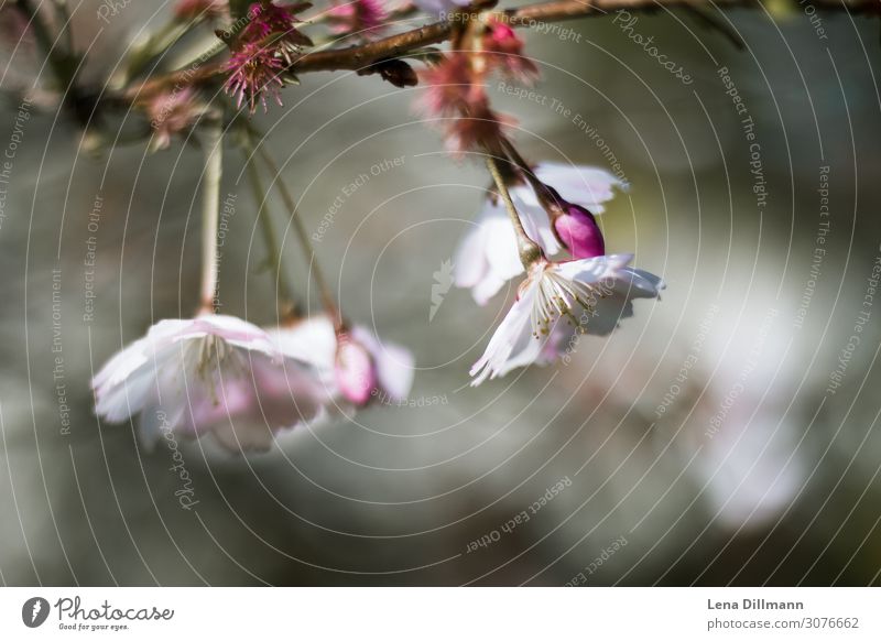 Kirschblüten #1 Natur Pflanze Schönes Wetter Baum Blüte Kirschbaum Park Feld Blühend Wachstum frisch schön rosa Lebensfreude Frühlingsgefühle Euphorie Kraft