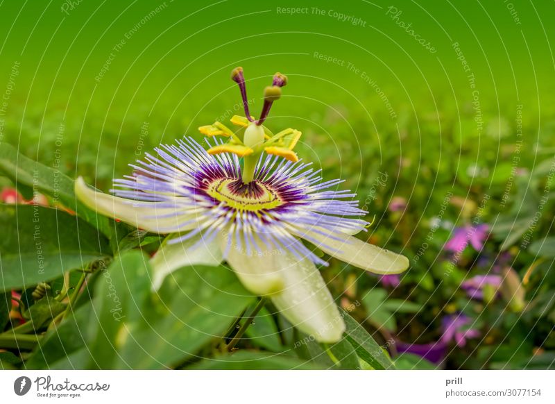 passion flower Natur Pflanze Blume Blatt Blüte Blühend violett rosa Passionsblume blühen lebhaft Blütenblatt natürlich Botanik ausschnitt gedeihend sorte