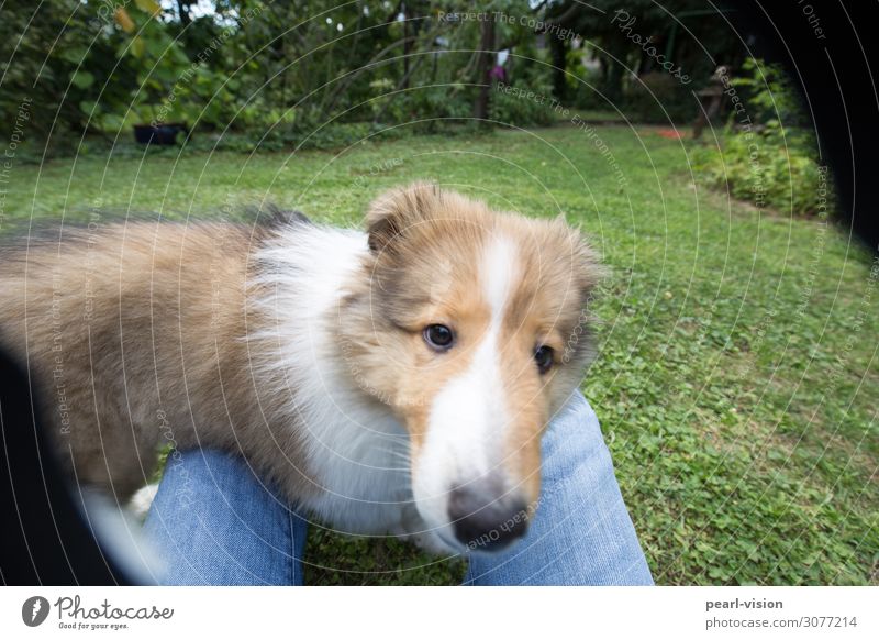 my little friend Tier Haustier Hund Tiergesicht Collie 1 Blick niedlich Farbfoto Außenaufnahme Tag Tierporträt Blick in die Kamera