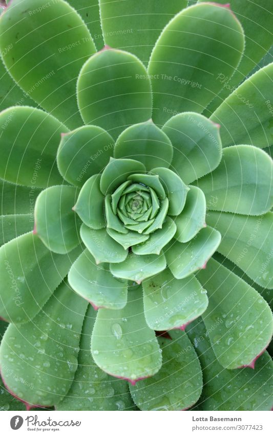 grüne Kaktusblume Umwelt Natur Pflanze Wasser Wassertropfen Blume Blatt Blüte Grünpflanze Wildpflanze exotisch Kakteenblüte Wachstum ästhetisch außergewöhnlich