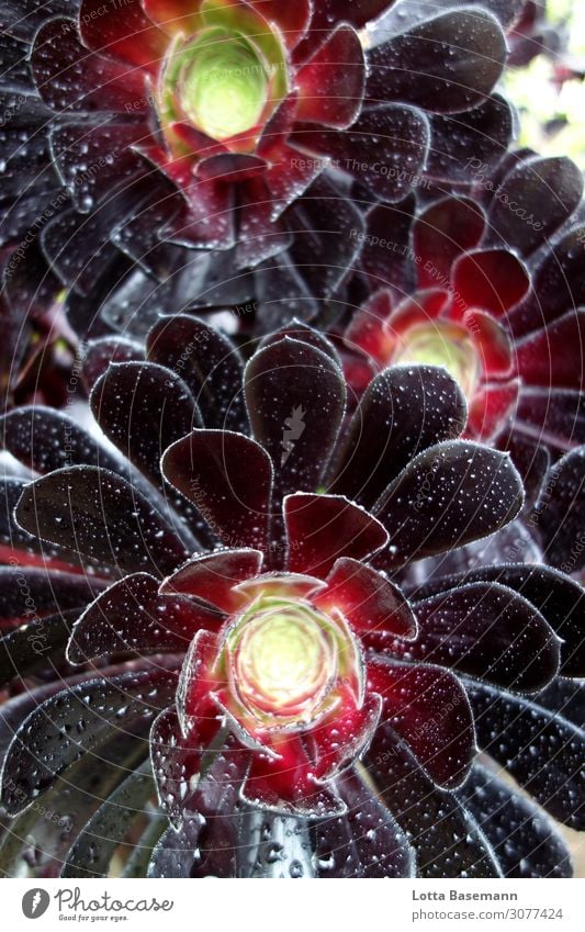 schwarze Kaktusblume Umwelt Natur Pflanze Klima Blume Blüte Wildpflanze exotisch Kakteenblüte Garten Wachstum ästhetisch außergewöhnlich bedrohlich Erotik nass