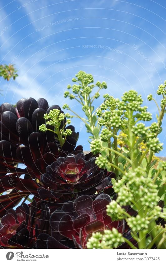 schwarze Kaktusblüten Umwelt Natur Pflanze Frühling Sommer Blume Blatt Blüte Wildpflanze exotisch Kakteenblüte Blütenknospen Garten Park ästhetisch frisch