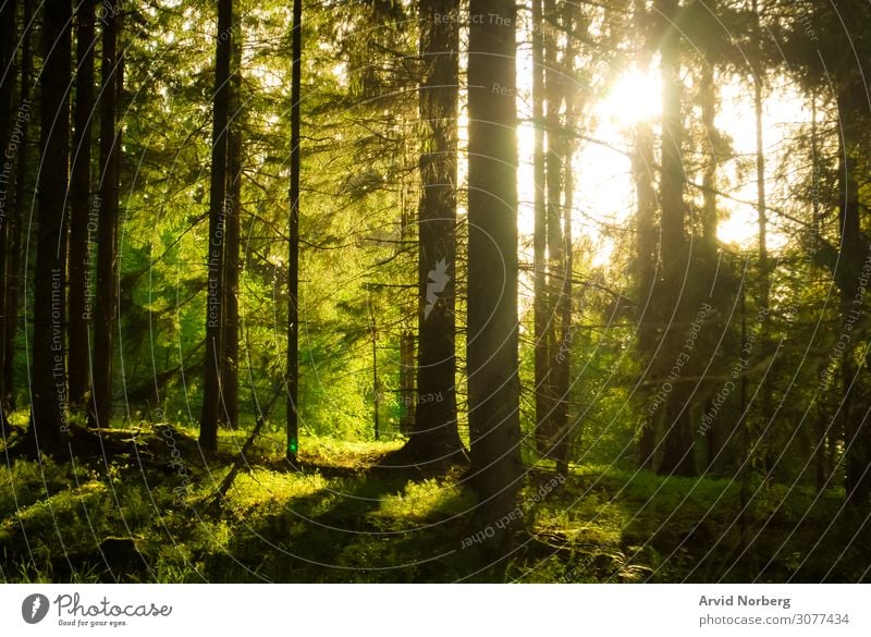 Sonnenlicht, das durch Bäume scheint Herbst Hintergrund schön Schönheit Umwelt Laubwerk Wald Waldwiese grün Dschungel Landschaft Blatt Blätter Licht Nebel