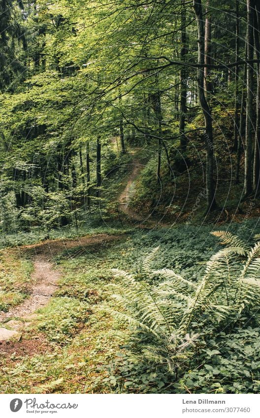 Wald Alpen Allgäu 1 Freizeit & Hobby Ferien & Urlaub & Reisen Ausflug Abenteuer Camping Sommer Berge u. Gebirge wandern Umwelt Natur Landschaft Erde Frühling