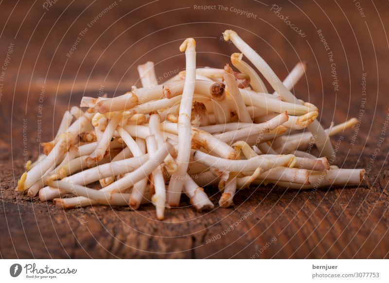 Hopfenspargel Lebensmittel Gemüse Ernährung Vegetarische Ernährung Diät Natur Pflanze Frühling Holz frisch weiß Spargel hallertau holledau Bayern Spezialitäten