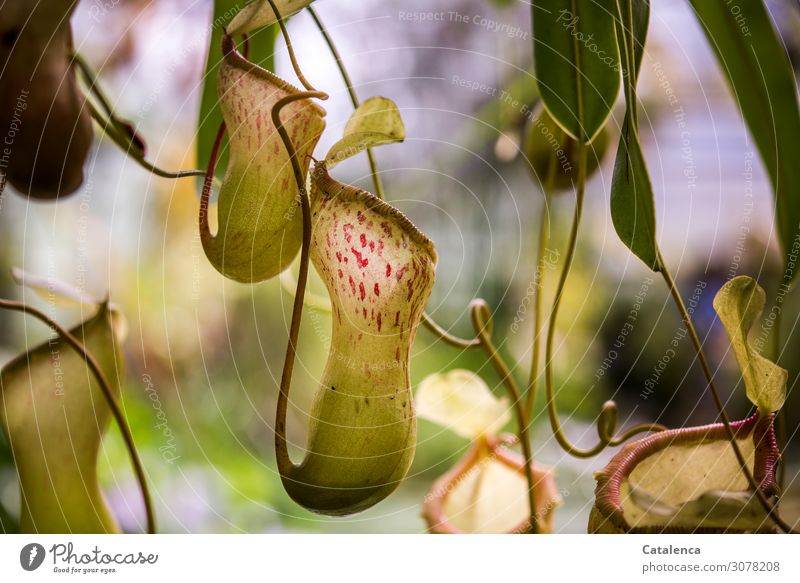 Fliegenfalle, das Blütengefäß der fliegenfressenden Kannenpflanze Pflanze Blatt Wildpflanze exotisch Kannenpflanzen Fliegen fressende Pflanze Urwald Fressen