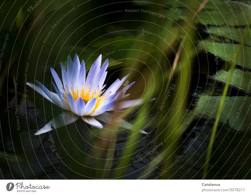 Eine blaue Seerose blüht im Teich Natur Pflanze Wasser Sommer Blume Gras Blatt Blüte exotisch Seerosen Wasserpflanze Binsen Seerosenblüte Garten Seeufer Blühend