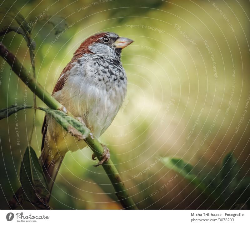 Spatz im Sonnenschein Natur Tier Sonnenlicht Schönes Wetter Sträucher Blatt Zweige u. Äste Wildtier Vogel Tiergesicht Flügel Krallen Haussperling Kopf Schnabel