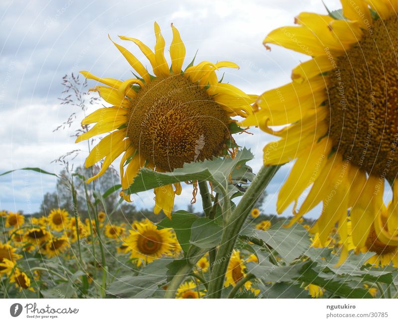 Sonnenblume Feld Landwirtschaft Sommer Blume