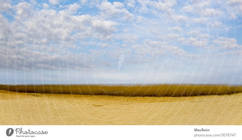 Reetgras auf Sylt Strand Meer Natur Pflanze Sand Gras Nordsee See Hütte Architektur Holz alt Hintergrundbild Kulisse Riedgras Stroh Keitum verzweigt Himmel