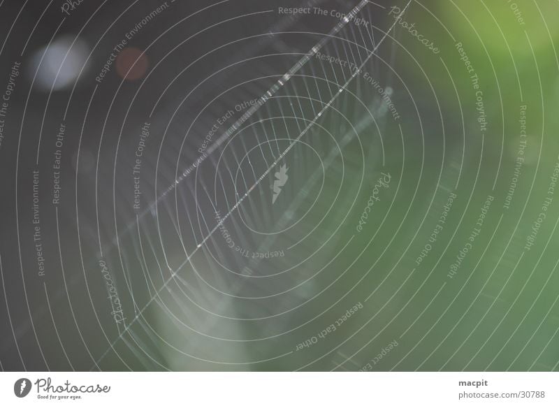 Das Netz Spinne Genauigkeit Morgen Natur Makroaufnahme