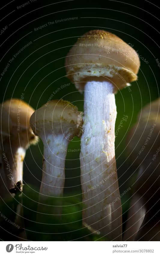 standhaft Umwelt Natur Pflanze Herbst Pilz Wald stehen Wachstum dunkel Pilzkopf mehrere Farbfoto Gedeckte Farben Außenaufnahme Makroaufnahme Menschenleer