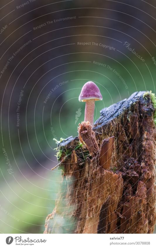 alt| morscher Baumstumpf Natur Vergänglichkeit Pflanze Pilz Wald Schwache Tiefenschärfe Moos wachsen Menschenleer natürlich