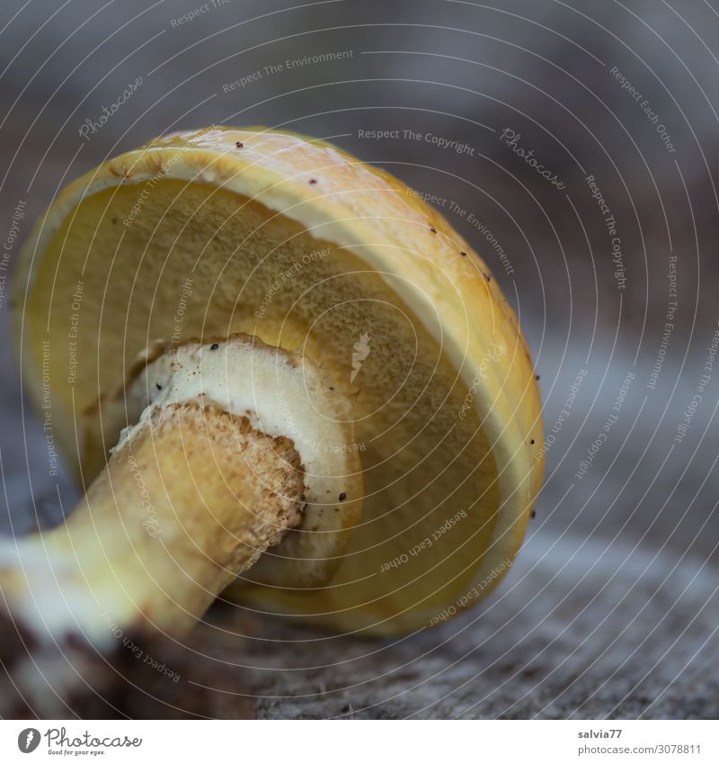 Goldröhrling Umwelt Natur Pflanze Herbst Pilz Pilzhut Wald frisch schleimig gelb Speisepilz Röhrling essbar Farbfoto Außenaufnahme Makroaufnahme Menschenleer