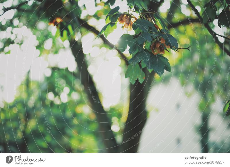 Ahorn No.1 Natur Pflanze Sonnenlicht Sommer Baum Blatt Ahornblatt hell Wärme Gedeckte Farben Außenaufnahme Menschenleer Tag Gegenlicht Schwache Tiefenschärfe