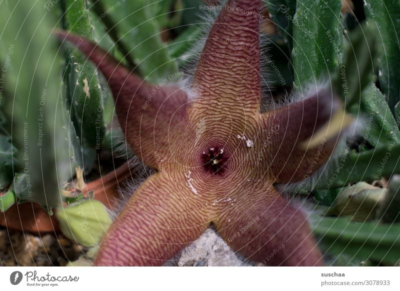 hier riecht´s doch nach ..|aas (2) Aasblume Aasfresser Aasfliegenblume Ekelblume Geruch Gestank riechen Übelriechend Fallenblume anlocken Fliegen Schmeißfliege