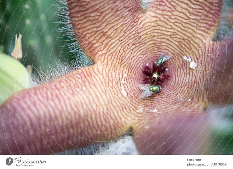 hier riecht´s doch nach ..|aas Aasblume Aasfresser Aasfliegenblume Ekelblume Geruch Gestank riechen Übelriechend Fallenblume anlocken Fliegen Schmeißfliege