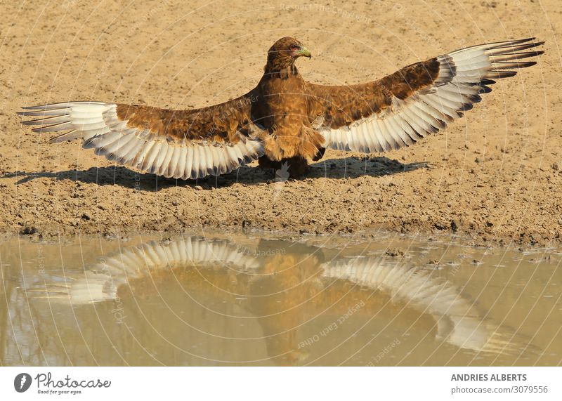 Bateleur Eagle - Reflektion der Macht Ferien & Urlaub & Reisen Tourismus Ausflug Abenteuer Freiheit Sightseeing Safari Expedition Umwelt Natur Tier Urelemente