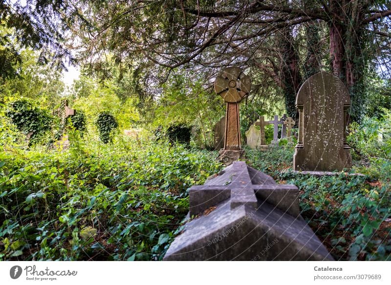 Allerseelen; ein verwilderter Friedhof Natur Landschaft Pflanze Sommer Schönes Wetter Baum Gras Sträucher Efeu Blatt Wildpflanze Eibe Park Grabgewölbe Grabmal